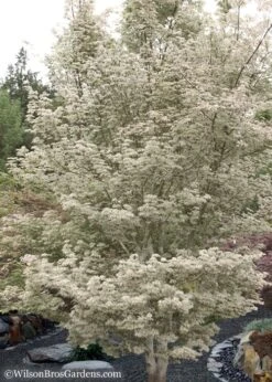 Ukigumo Floating Cloud Ghost Japanese Maple - 3 Gallon Pot (3-4') -Garden Plant Shop Japanese Maple Okigumo 15