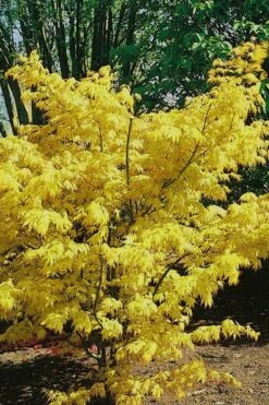 Orange Dream Japanese Maple - 3 Gallon Pot -Garden Plant Shop Japanese Maple Orange Dream 10 2