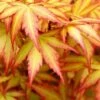 Orange Dream Japanese Maple - 1 Gallon Pot