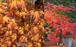 Orange Dream Japanese Maple - 2 Gallon Pot -Garden Plant Shop Japanese Maple Orange Dream Spring Fall