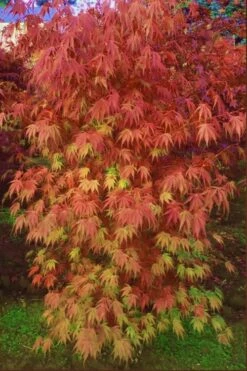 Orange Flame Japanese Maple - 3 Gallon Pot