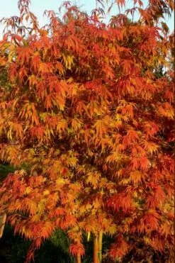 Orange Flame Japanese Maple - 1 Gallon Pot -Garden Plant Shop Japanese Maple Orange Flame 12 1