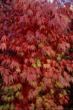 Orange Flame Japanese Maple - 3 Gallon Pot -Garden Plant Shop Japanese Maple Orange Flame 13 2