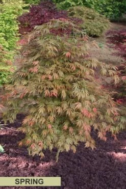 Orange Flame Japanese Maple - 2 Gallon Pot -Garden Plant Shop Japanese Maple Orange Flame Spring Color