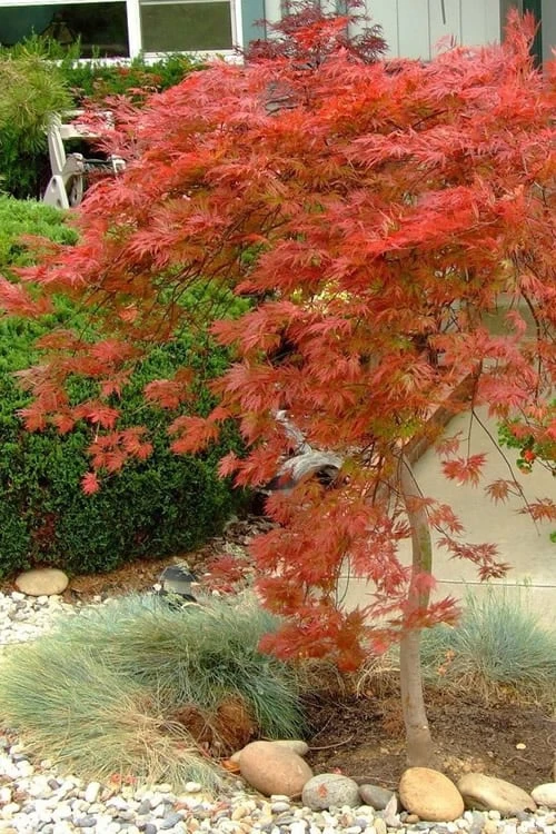 Orangeola Weeping Japanese Maple (High Graft Tree) - 3 Gallon Pot 1 Orangeola Weeping Japanese Maple (High Graft Tree) - 3 Gallon Pot
