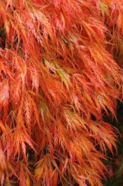 Orangeola Weeping Japanese Maple (High Graft Tree) - 3 Gallon Pot 8 Orangeola Weeping Japanese Maple (High Graft Tree) - 3 Gallon Pot -Garden Plant Shop Japanese Maple Orangeola 2