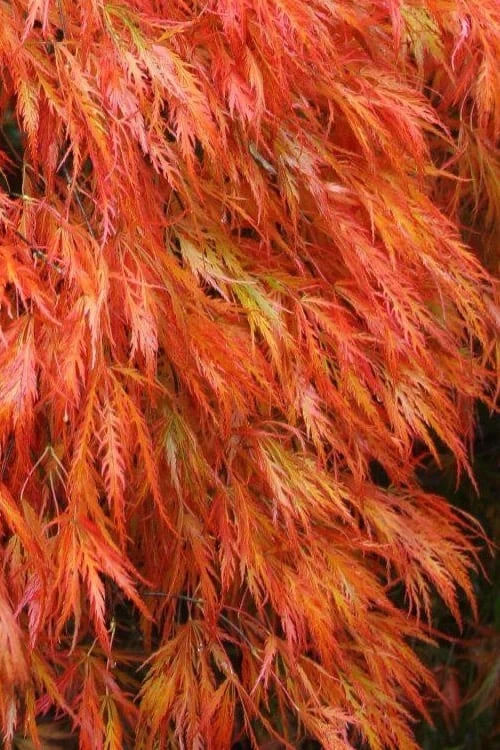 Orangeola Weeping Japanese Maple - 5 Gallon Pot 1 Orangeola Weeping Japanese Maple - 5 Gallon Pot