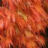 'Orangeola' Weeping Japanese Maple - Spiral Trunk - 3 Gallon Pot
