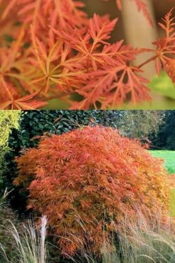 Orangeola Weeping Japanese Maple - 3 Gallon Pot (2-3') 8 Orangeola Weeping Japanese Maple - 3 Gallon Pot (2-3') -Garden Plant Shop Japanese Maple Orangeola 3 1