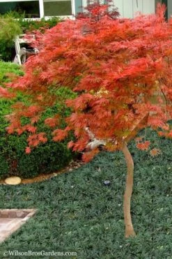 Orangeola Weeping Japanese Maple - 5 Gallon Pot (High Grafted Tree Form) 7 Orangeola Weeping Japanese Maple - 5 Gallon Pot (High Grafted Tree Form) -Garden Plant Shop Japanese Maple Orangeola High Branch 1 1