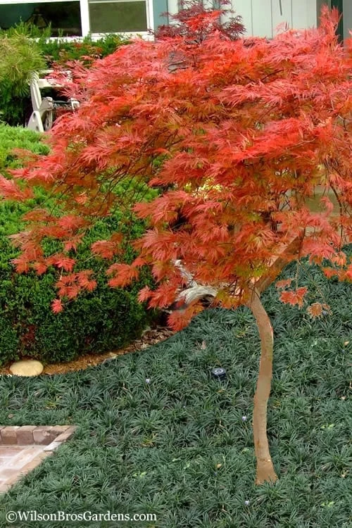 Orangeola Weeping Japanese Maple - 5 Gallon Pot (High Grafted Tree Form) 4 Orangeola Weeping Japanese Maple - 5 Gallon Pot (High Grafted Tree Form) - Image 4