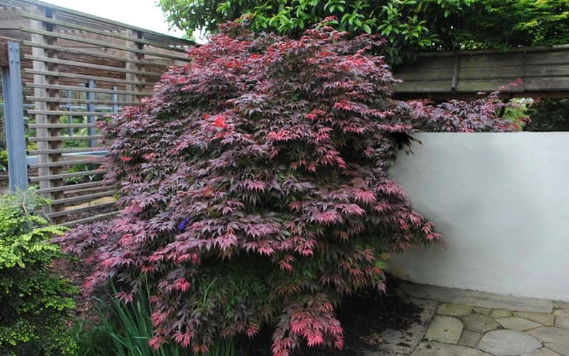 Oregon Sunset Japanese Maple - Acer Palmatum - 5 Gallon Pot 6 Oregon Sunset Japanese Maple - Acer Palmatum - 5 Gallon Pot - Image 6