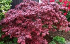 Oregon Sunset Japanese Maple - Acer Palmatum - 1 Gallon Pot -Garden Plant Shop Japanese Maple Oregon Sunset 4 3