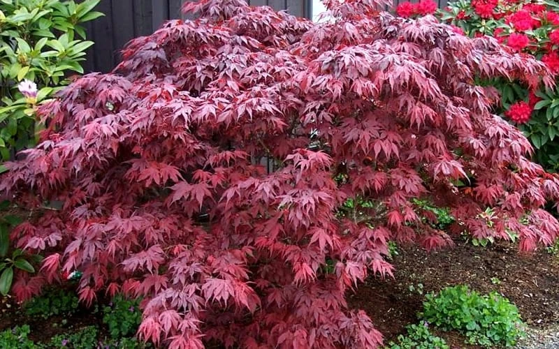 Oregon Sunset Japanese Maple - Acer Palmatum - 5 Gallon Pot 4 Oregon Sunset Japanese Maple - Acer Palmatum - 5 Gallon Pot - Image 4