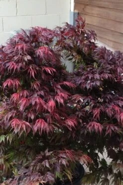 Oregon Sunset Japanese Maple - Acer Palmatum - 5 Gallon Pot 13 Oregon Sunset Japanese Maple - Acer Palmatum - 5 Gallon Pot -Garden Plant Shop Japanese Maple Oregon Sunset 5