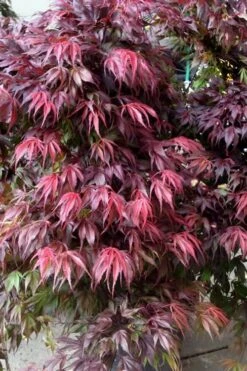 Oregon Sunset Japanese Maple (Acer Palmatum) - 2 Gallon Pot