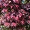 Oregon Sunset Japanese Maple (Acer Palmatum) - 3 Gallon Pot