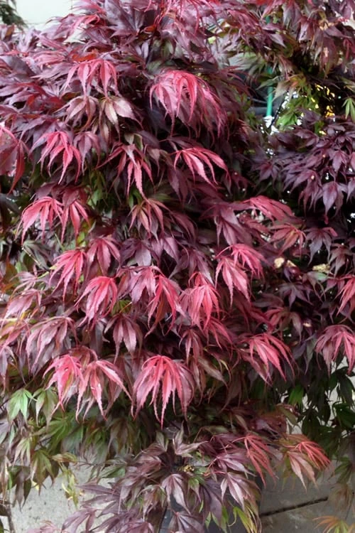 Oregon Sunset Japanese Maple - Acer Palmatum - 5 Gallon Pot 1 Oregon Sunset Japanese Maple - Acer Palmatum - 5 Gallon Pot