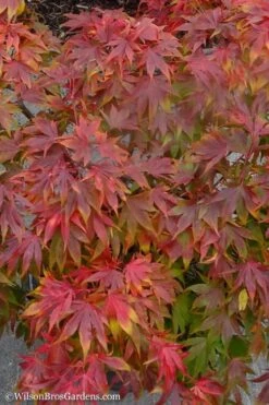 Oregon Sunset Japanese Maple - Acer Palmatum - 1 Gallon Pot -Garden Plant Shop Japanese Maple Oregon Sunset 9 3