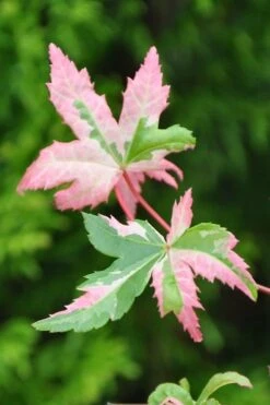 Orido Nishiki Pink Variegated Japanese Maple - 5 Gallon Pot -Garden Plant Shop Japanese Maple Orido Nishiki 1