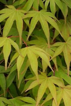 Osakazuki Japanese Maple - 1 Gallon Pot 12 Osakazuki Japanese Maple - 1 Gallon Pot -Garden Plant Shop Japanese Maple Osakazuki 5 2