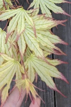 Peaches And Cream Japanese Maple - 5 Gallon Pot -Garden Plant Shop Japanese Maple Peaches And Cream 1 3