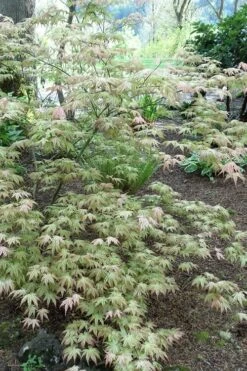 Peaches And Cream Japanese Maple - 5 Gallon Pot -Garden Plant Shop Japanese Maple Peaches And Cream 3 3