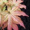 Peaches And Cream Japanese Maple - 2 Gallon Pot