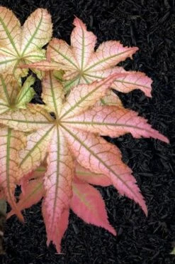 Peaches And Cream Japanese Maple - 2 Gallon Pot