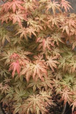 Peaches And Cream Japanese Maple - 5 Gallon Pot -Garden Plant Shop Japanese Maple Peaches And Cream 8 3