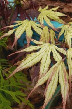 Peaches And Cream Japanese Maple - 2 Gallon Pot -Garden Plant Shop Japanese Maple Peaches And Cream 9