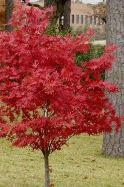 Pixie Dwarf Red Japanese Maple - 1 Gallon Pot -Garden Plant Shop Japanese Maple Pixie Dwarf 10 2