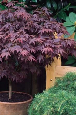 Pixie Dwarf Red Japanese Maple - 5 Gallon Pot 10 Pixie Dwarf Red Japanese Maple - 5 Gallon Pot -Garden Plant Shop Japanese Maple Pixie Dwarf 6 1