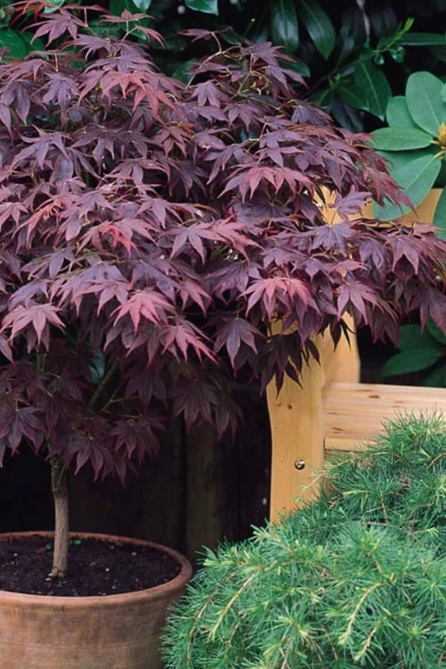 Pixie Dwarf Red Japanese Maple - 5 Gallon Pot 5 Pixie Dwarf Red Japanese Maple - 5 Gallon Pot - Image 5