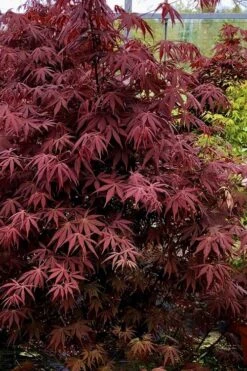 Pixie Dwarf Red Japanese Maple - 1 Gallon Pot -Garden Plant Shop Japanese Maple Pixie Dwarf 9 2