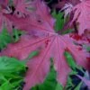 Purple Ghost Japanese Maple - 5 Gallon Pot
