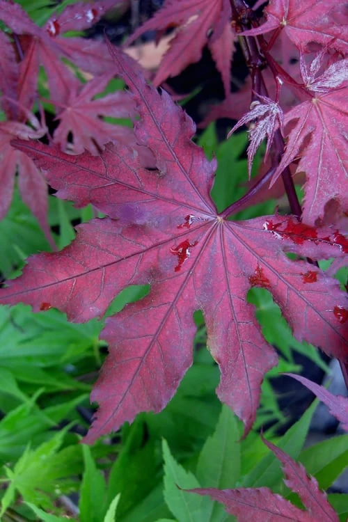 Purple Ghost Japanese Maple - 5 Gallon Pot 1 Purple Ghost Japanese Maple - 5 Gallon Pot
