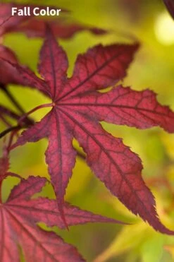 Purple Ghost Japanese Maple - 1 Gallon Pot 7 Purple Ghost Japanese Maple - 1 Gallon Pot -Garden Plant Shop Japanese Maple Purple Ghost 3 1