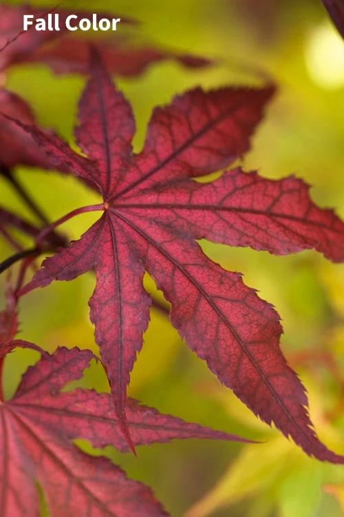 Purple Ghost Japanese Maple - 3 Gallon Pot 4 Purple Ghost Japanese Maple - 3 Gallon Pot - Image 4