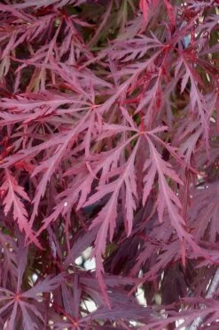 Red Dragon Dwarf Japanese Maple - 3 Gallon Pot -Garden Plant Shop Japanese Maple Red Dragon 11 1