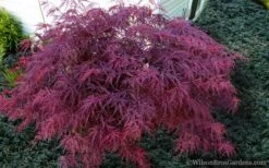 Red Dragon Dwarf Japanese Maple - 5 Gallon Pot -Garden Plant Shop Japanese Maple Red Dragon 21