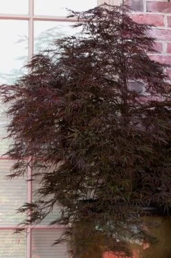 Red Select Laceleaf Japanese Maple - 3 Gallon Pot 11 Red Select Laceleaf Japanese Maple - 3 Gallon Pot -Garden Plant Shop Japanese Maple Red Select 2