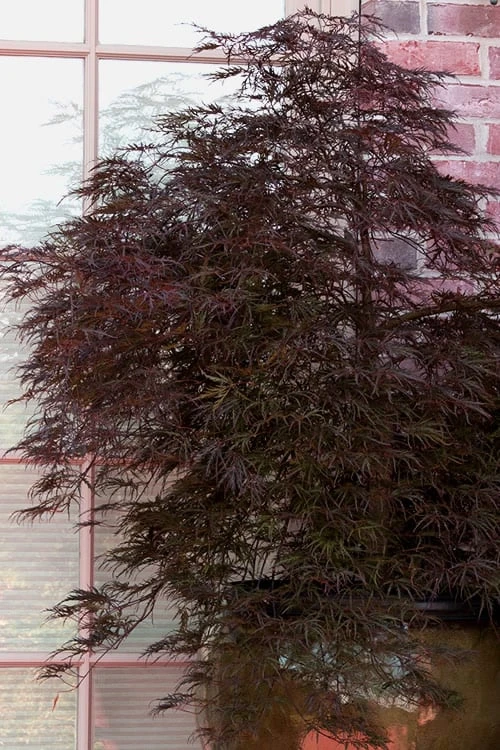 Red Select Laceleaf Japanese Maple - 3 Gallon Pot 6 Red Select Laceleaf Japanese Maple - 3 Gallon Pot - Image 6