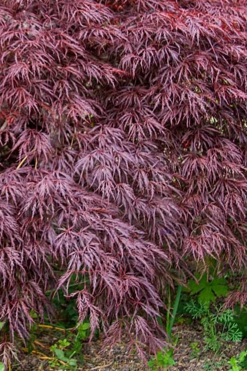 Red Select Laceleaf Japanese Maple - 3 Gallon Pot 1 Red Select Laceleaf Japanese Maple - 3 Gallon Pot