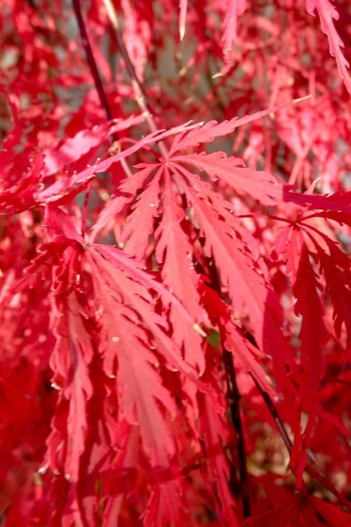 Red Select Laceleaf Japanese Maple - 3 Gallon Pot 4 Red Select Laceleaf Japanese Maple - 3 Gallon Pot - Image 4