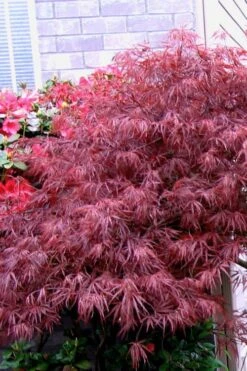 Red Select Laceleaf Japanese Maple - 3 Gallon Pot 10 Red Select Laceleaf Japanese Maple - 3 Gallon Pot -Garden Plant Shop Japanese Maple Red Select 5