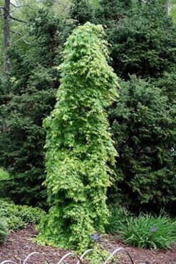 Ryusen Weeping Japanese Maple - 1 Gallon Pot 14 Ryusen Weeping Japanese Maple - 1 Gallon Pot -Garden Plant Shop Japanese Maple Ryusen 1 1