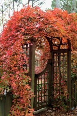 Ryusen Weeping Japanese Maple - 3 Gallon Pot -Garden Plant Shop Japanese Maple Ryusen 2