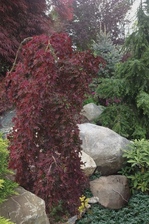 Ryusen Weeping Japanese Maple - 1 Gallon Pot 5 Ryusen Weeping Japanese Maple - 1 Gallon Pot - Image 5