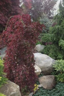 Ryusen Weeping Japanese Maple - 3 Gallon Pot -Garden Plant Shop Japanese Maple Ryusen 5